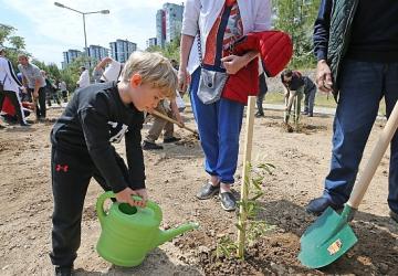 Karşıyaka'da zeytin fidanları toprakla buluştu