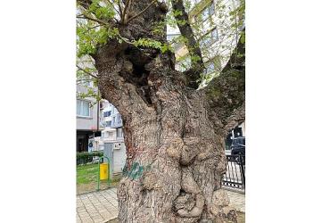 Asırlık ağacın yaraları sarıldı