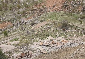 Sincik girişinde 'Dağ Keçileri' görüntülendi: Yiyecek arayışı şehir merkezine kadar taştı - Videolu Haber