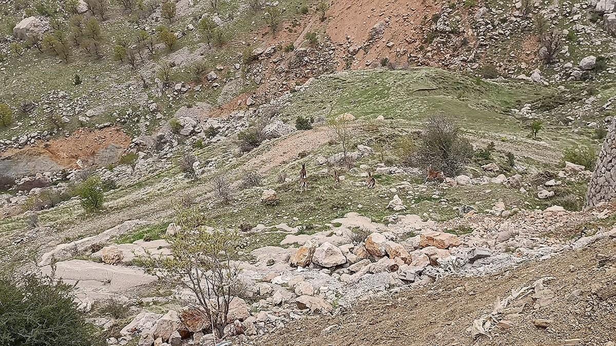 Sincik girişinde 'Dağ Keçileri' görüntülendi: Yiyecek arayışı şehir merkezine kadar taştı - Videolu Haber Sincik girişinde 'Dağ Keçileri' görüntülendi: Yiyecek arayışı şehir merkezine kadar taştı - Videolu Haber