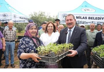 Milas Belediyesi, ata tohumlarını yaşatmak için üreticilere fide dağıtımı gerçekleştirdi