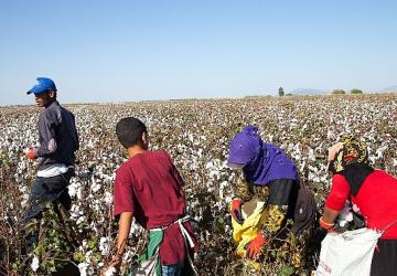 12 Haziran Dünya Çocuk İşçiliği ile Mücadele Günü: Türkiye'de mevsimlik tarımın yükü çocukların omzunda