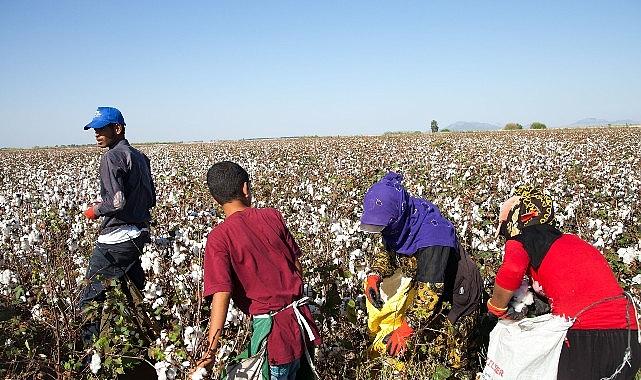 12 Haziran Dünya Çocuk İşçiliği ile Mücadele Günü: Türkiye'de mevsimlik tarımın yükü çocukların omzunda