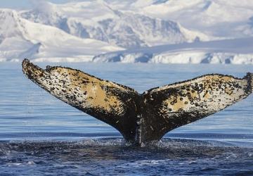 National Geographic NOW Seç-İzle Servisi Haziran Ayında 'Dalgaların Ardında' Teması ile İzleyicilerle Buluşuyor!