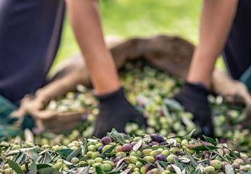30 bin kilometre uçtular Türkiye'nin Avustralya'ya zeytin ve zeytinyağı ihracatını yüzde 143 artırdılar
