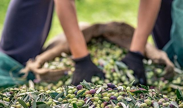 30 bin kilometre uçtular Türkiye'nin Avustralya'ya zeytin ve zeytinyağı ihracatını yüzde 143 artırdılar