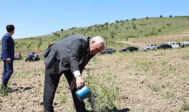 Nilüfer Belediyesi Konaklı'ya 800 zeytin fidanı dikti Nilüfer Belediyesi Konaklı'ya 800 zeytin fidanı dikti