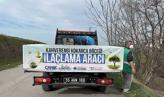Canik'te Kokarca Böceğine Karşı Mücadelede Atak Canik'te Kokarca Böceğine Karşı Mücadelede Atak