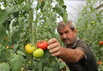 Büyükşehir'den yüzde 50 hibeli sera desteği