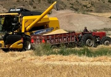 TMO hububat alım fiyatlarını açıkladı: Adıyaman’da destek ödemeleriyle buğday 16.020 TL’ye kadar yükselecek