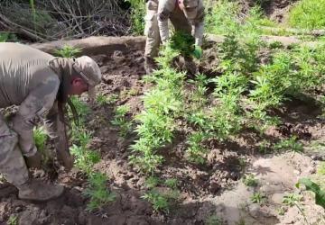 Dev operasyon: 12 milyon 389 bin kök kenevir ele geçirildi - Videolu Haber