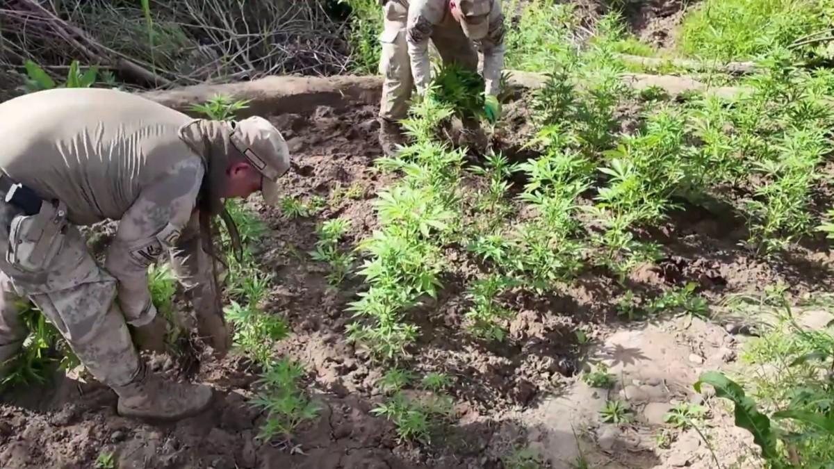Dev operasyon: 12 milyon 389 bin kök kenevir ele geçirildi - Videolu Haber Dev operasyon: 12 milyon 389 bin kök kenevir ele geçirildi - Videolu Haber