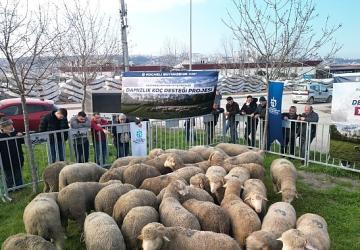 Büyükşehir'den üreticilere damızlık koç desteği