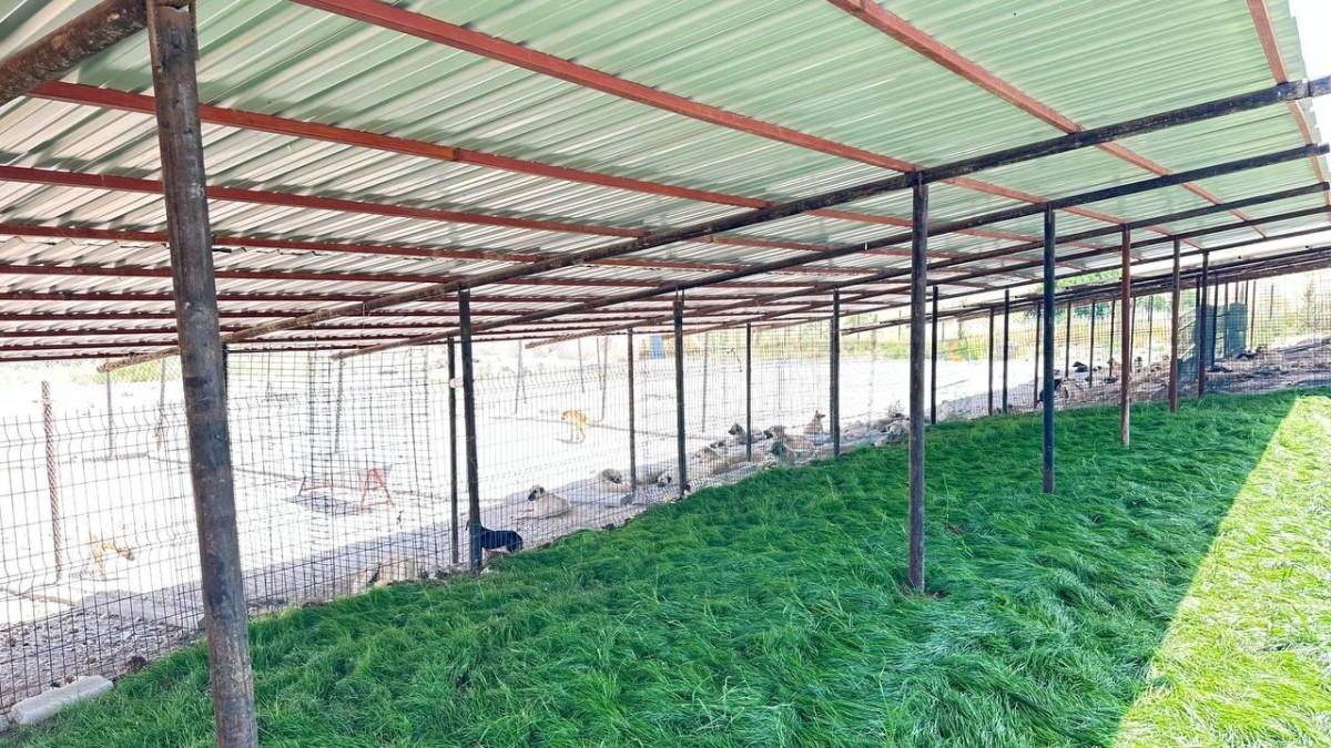 Adıyaman Belediyesi sokak hayvanlarına güvenli yuva sağladı - Videolu Haber Adıyaman Belediyesi sokak hayvanlarına güvenli yuva sağladı - Videolu Haber