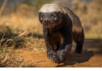 Doğal Yaşamın Süper Yıldızlarının Etkileyici Hikayesi