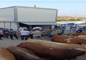 Büyükşehir'den bayramda güvenli ve hijyenik kesim hizmeti