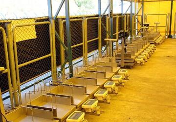 İstanbul Kurban Bayramı'na hazırlanıyor