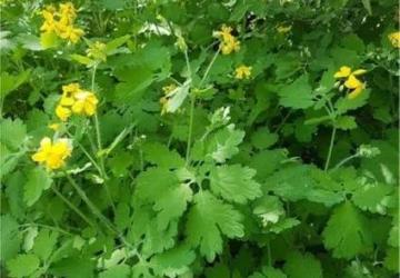 Kırlangıç Otu (Chelidonium majus) ve Sağlığa Faydaları