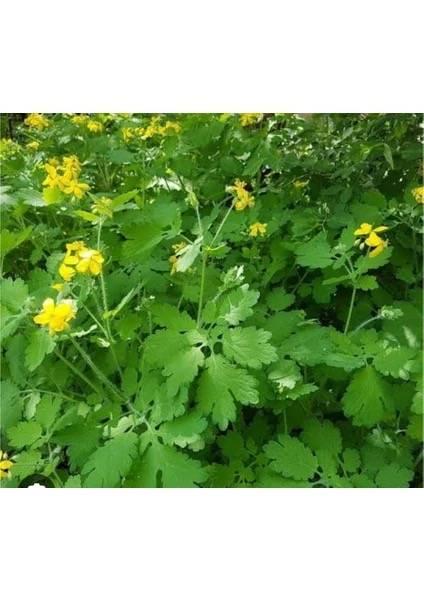 Kırlangıç Otu (Chelidonium majus) ve Sağlığa Faydaları Kırlangıç Otu (Chelidonium majus) ve Sağlığa Faydaları