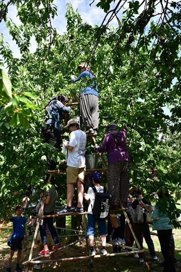 Denizli Büyükşehir’den Kirazla Kültürel Buluşma Denizli Büyükşehir’den Kirazla Kültürel Buluşma