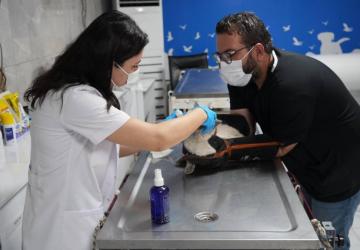 Veteriner İşleri Müdürlüğü hasta, yaralı ve terk edilmiş hayvanlara şefkat eli uzattı - Videolu Haber