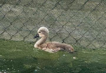 Başkent'in simgesi Kuğulu Park 'parladı