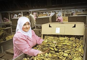 Tütün sektörü 7 yıl sonra ihracatta 1 milyar dolar sınırını aştı