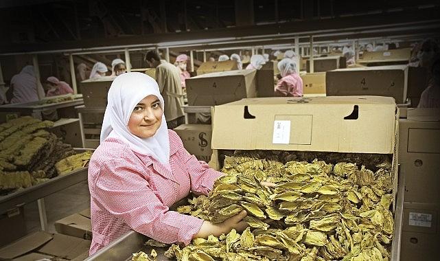 Tütün sektörü 7 yıl sonra ihracatta 1 milyar dolar sınırını aştı Tütün sektörü 7 yıl sonra ihracatta 1 milyar dolar sınırını aştı