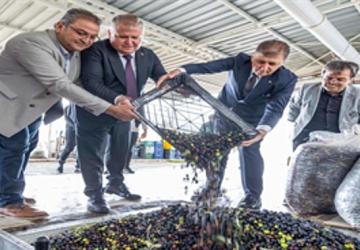 Sezonun ilk zeytinyağı Başkan Tugay'dan