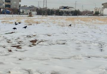 Adıyaman’da kar sonrası kargaların yiyecek arayışı kameralara yansıdı - Videolu Haber