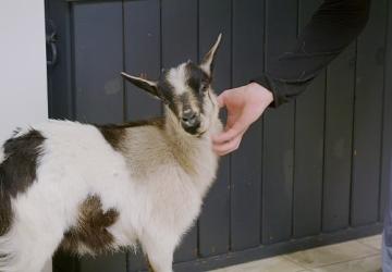 'Heartland Veterinerleri: Keçiler Özel', 25 Ekim Cumartesi 21.00'de National Geographic WILD Ekranlarında!