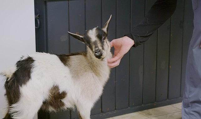 'Heartland Veterinerleri: Keçiler Özel', 25 Ekim Cumartesi 21.00'de National Geographic WILD Ekranlarında!