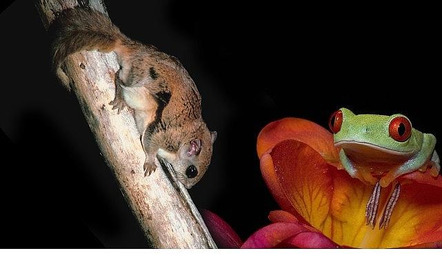 3 Bölümden Oluşan 'Doğanın En Tuhafları', 18 Ocak Pazar 20.00'de İlk İki Bölümüyle National Geographic WILD Ekranlarında!