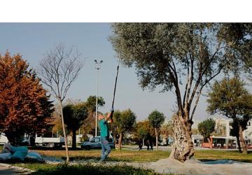 Balçova Belediyesi'nden Kentin Bereketine Sahip Çıkan Örnek Çalışma