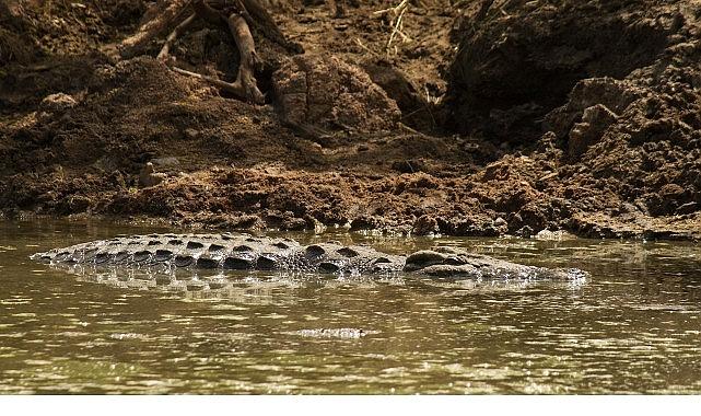 'Timsah Savaşları: Grumeti ve Mara', 26 Ekim Pazar 20.00'de National Geographic WILD Ekranlarında!