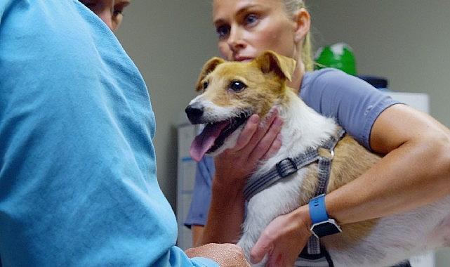 'Heartland Veterinerleri: Pati ve Pençe', 3 Kasım Pazartesi 21.00'de National Geographic WILD Ekranlarında İzleyicilerle Buluşuyor!