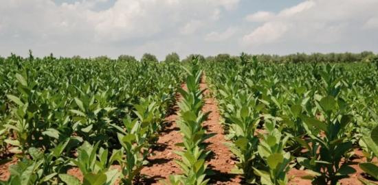 Ege’den Tütün İhracatında Rekor: 1 Milyar Doları Geçti