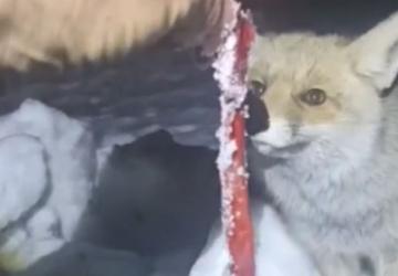 Adıyaman’da Rezip Köyü sakini, kar yağışı sonrası kapıya gelen tilkiyi besledi - Videolu Haber