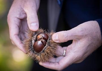 Başkan Tugay Beydağ'da kestane üreticileri ile bir araya geldi