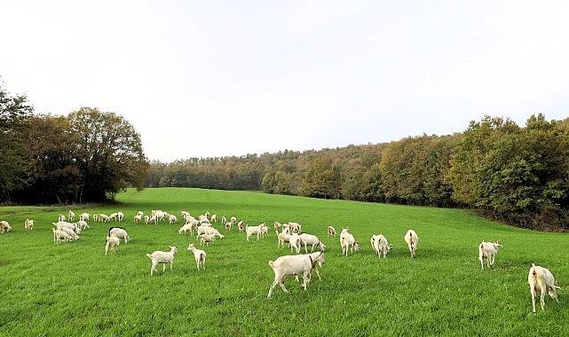 Süt otu desteği meraları berekete kavuşturdu