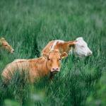 TÜİK verileriyle büyükbaş hayvanın en çok hangi ilde olduğu belli oldu!