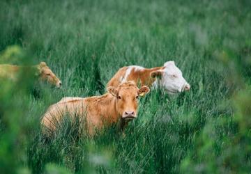 TÜİK verileriyle büyükbaş hayvanın en çok hangi ilde olduğu belli oldu!