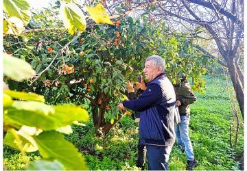 Çiftçinin Ürünü Dalında Kaldı, Belediye Topladı Halka Dağıttı