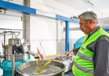 Seferihisar Belediyesi'nden örnek proje; Çocukların topladığı zeytinler sofralara bereket olacak