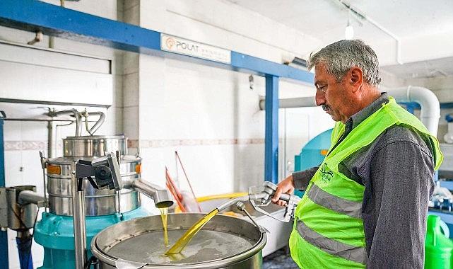 Seferihisar Belediyesi'nden örnek proje; Çocukların topladığı zeytinler sofralara bereket olacak