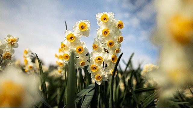 Bayındır Nergis Festivali'nde Gökçe Rüzgarı Esecek