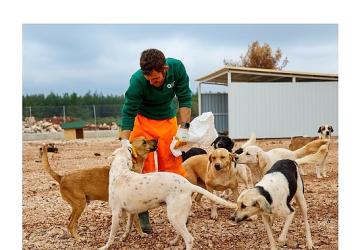 Büyükşehir'den sokak köpeklerine özel yaşam alanı