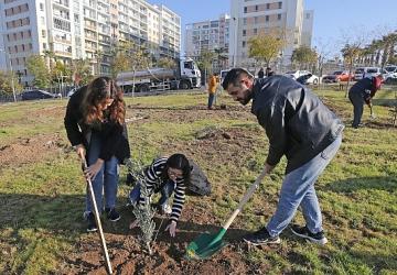 Karşıyaka'da zeytin fidanları toprakla buluştu