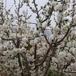 Kiraz hasreti bu sene bitiyor