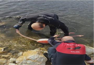 Flamingoya hayat veren kurtarma operasyonu